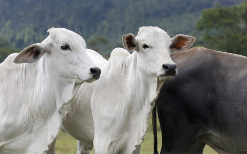 Análise da carne bovina revela desafios comerciais e oportunidades para garantir qualidade e competitividade no mercado.