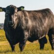 Angus e Brangus unificam forças com Sebrae/PR para impulsionar a avaliação genômica no agronegócio brasileiro