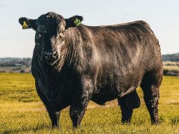 Angus e Brangus unificam forças com Sebrae/PR para impulsionar a avaliação genômica no agronegócio brasileiro 10 Angus e Brangus unificam forças com Sebrae/PR para impulsionar a avaliação genômica no agronegócio brasileiro