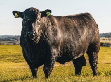 Angus e Brangus unificam forças com Sebrae/PR para impulsionar a avaliação genômica no agronegócio brasileiro