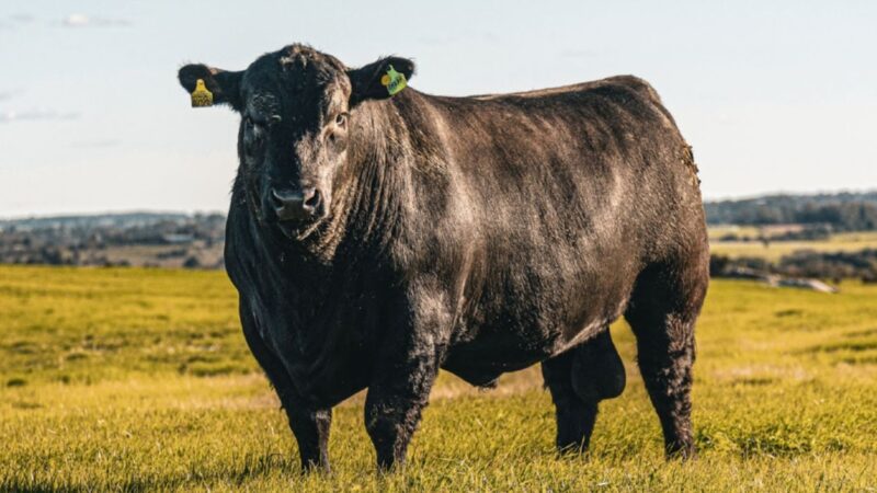 Angus e Brangus unificam forças com Sebrae/PR para impulsionar a avaliação genômica no agronegócio brasileiro