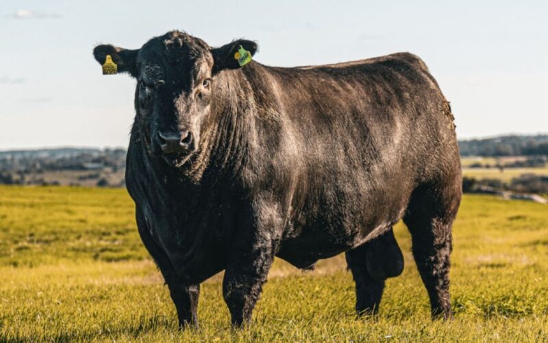 Angus e Brangus unificam forças com Sebrae/PR para impulsionar a avaliação genômica no agronegócio brasileiro