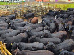 Angus: fêmeas "zero dentes" surpreendem pela longevidade e peso impressionante no mercado de MS 34 Angus: fêmeas "zero dentes" surpreendem pela longevidade e peso impressionante no mercado de MS