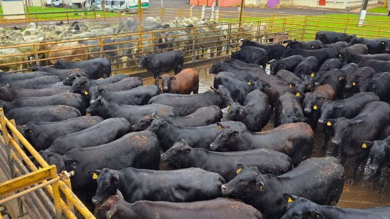 Angus: fêmeas "zero dentes" surpreendem pela longevidade e peso impressionante no mercado de MS