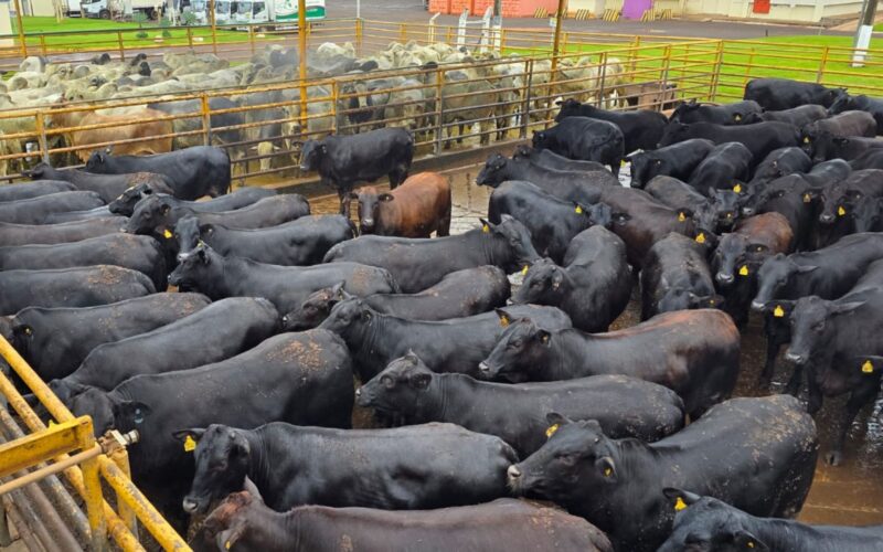 Angus: fêmeas "zero dentes" surpreendem pela longevidade e peso impressionante no mercado de MS