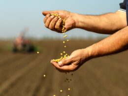 Apreensão Histórica: 1,4 Mil Toneladas de Sementes Piratas Eliminadas e Seus Impactos na Agricultura Sustentável 18 apreensao historica 14 mil toneladas de sementes piratas eliminadas e