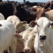Superprecoce: pecuarista inicia jornada para mostrar como produz bois de 1 ano de 20@