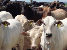 Superprecoce: pecuarista inicia jornada para mostrar como produz bois de 1 ano de 20@
