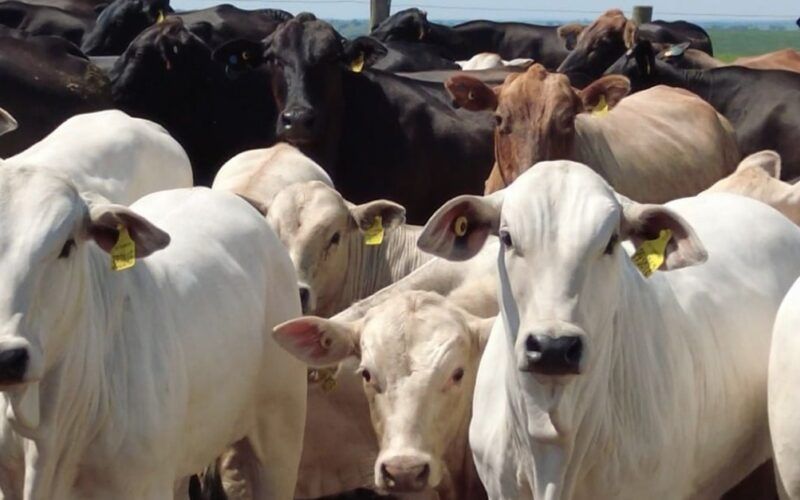 Superprecoce: pecuarista inicia jornada para mostrar como produz bois de 1 ano de 20@