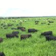 Pecuarista de Goiás revela a fórmula para terminar bovinos de 12 meses com 20@