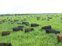 Pecuarista de Goiás revela a fórmula para terminar bovinos de 12 meses com 20@