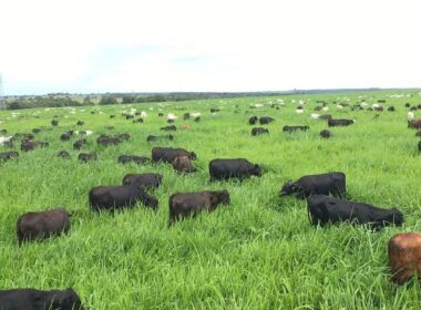 Pecuarista de Goiás revela a fórmula para terminar bovinos de 12 meses com 20@