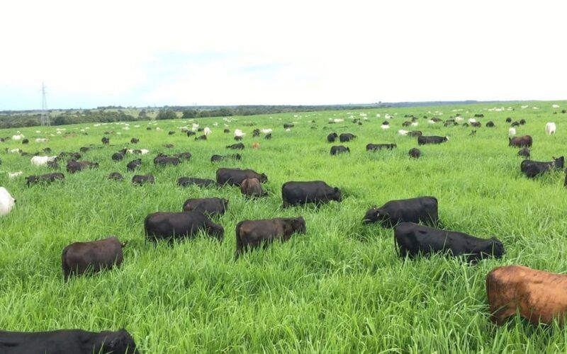 Pecuarista de Goiás revela a fórmula para terminar bovinos de 12 meses com 20@