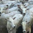 Nelore: novilhada boa e bem acabada impressiona com quase 18@ em MT