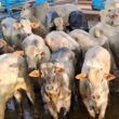 Novilhos recriados a pasto e terminados no cocho chegam a média de 19,2@ em MS
