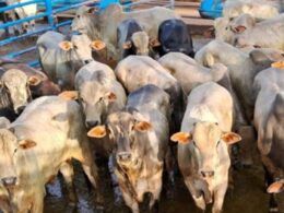 Novilhos recriados a pasto e terminados no cocho chegam a média de 19,2@ em MS