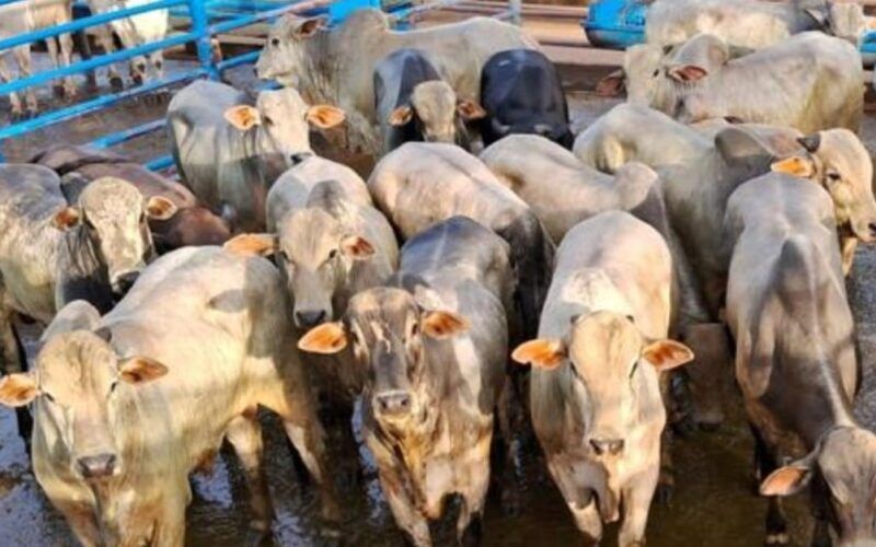 Novilhos recriados a pasto e terminados no cocho chegam a média de 19,2@ em MS