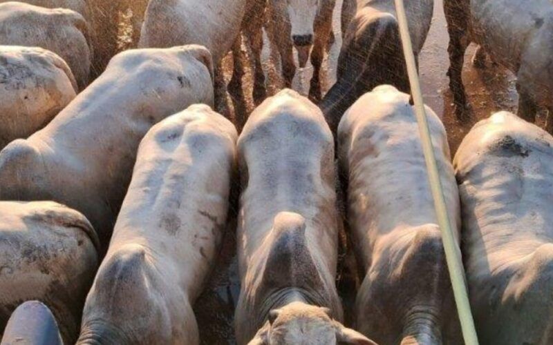 Boiada confinada de até dois dentes chega a quase 21@ no interior de MT