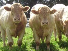 Charolês: “O único insumo gratuito da pecuária é a heterose. Use a heterose!”, aconselha pecuarista