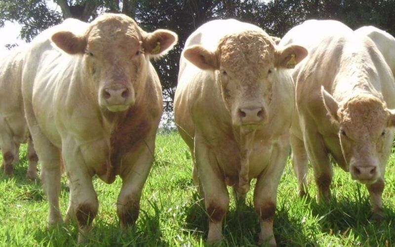 Charolês: “O único insumo gratuito da pecuária é a heterose. Use a heterose!”, aconselha pecuarista