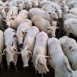 Vacada bruta e bem apartada é destaque em acabamento em Mato Grosso