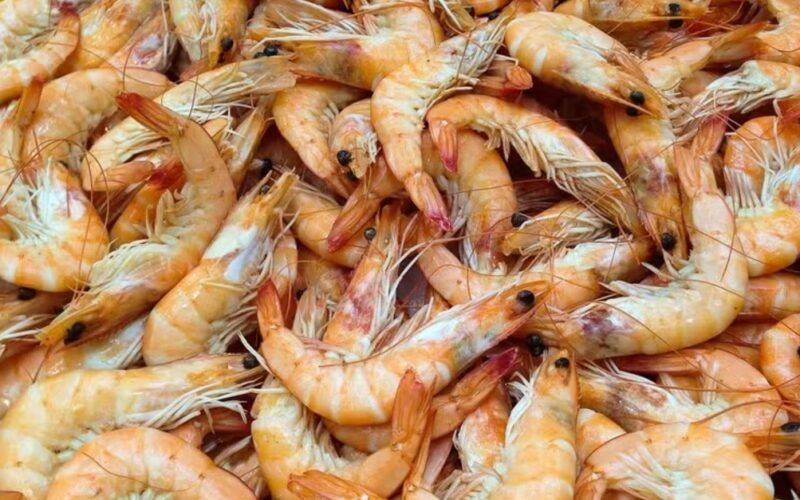 aproveite a oportunidade novo mercado de camaroes na australia promete