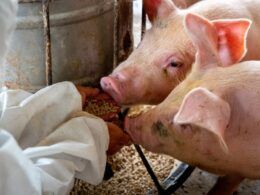 Aproveite: Suínos Valorizados Aumentam Poder de Compra dos Criadores em São Paulo! 12 aproveite suinos valorizados aumentam poder de compra dos criadores em