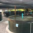 Aquicultura no Ceará: capacitação e apoio transformam a produção e impulsionam a sustentabilidade no setor.