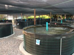 Aquicultura no Ceará: capacitação e apoio transformam a produção e impulsionam a sustentabilidade no setor. 17 Aquicultura no Ceará: capacitação e apoio transformam a produção e impulsionam a sustentabilidade no setor.