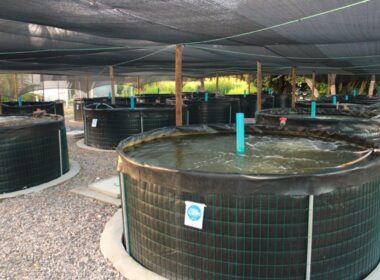 Aquicultura no Ceará: capacitação e apoio transformam a produção e impulsionam a sustentabilidade no setor.