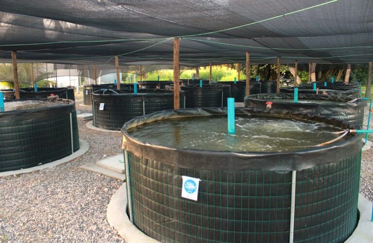 Aquicultura no Ceará: capacitação e apoio transformam a produção e impulsionam a sustentabilidade no setor.