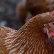 argelia permite a entrada da carne de frango halal do