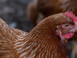argelia permite a entrada da carne de frango halal do