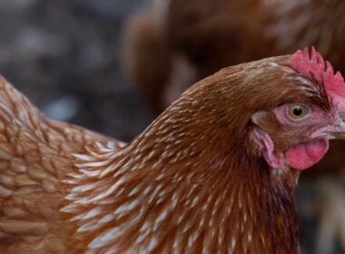 argelia permite a entrada da carne de frango halal do