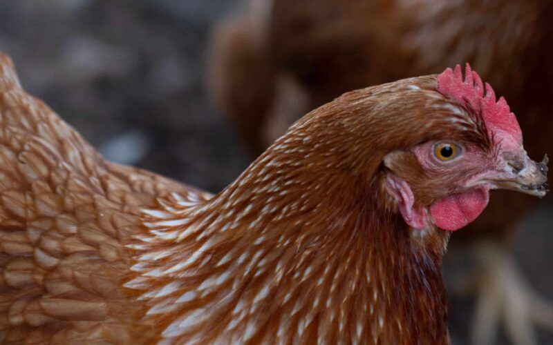 argelia permite a entrada da carne de frango halal do