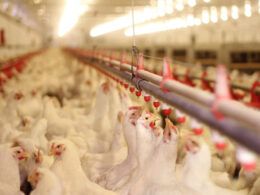 as exportacoes de carne de frango atingem o maior preco