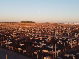 Entenda quais são as tendências mundiais para fisgar o consumidor de carne