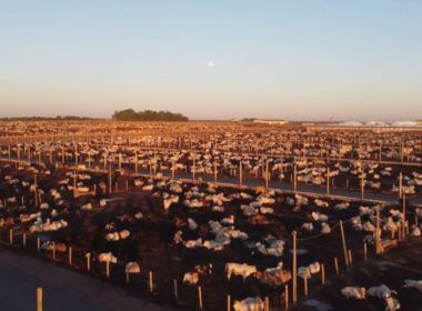 Entenda quais são as tendências mundiais para fisgar o consumidor de carne