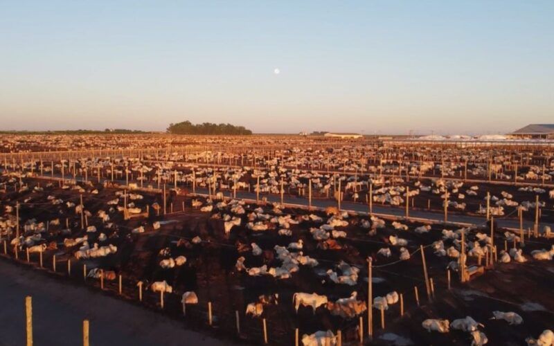 Entenda quais são as tendências mundiais para fisgar o consumidor de carne