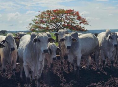 Bezerrada Nelore de apenas 13 meses assusta com quase 20@ em Goiás