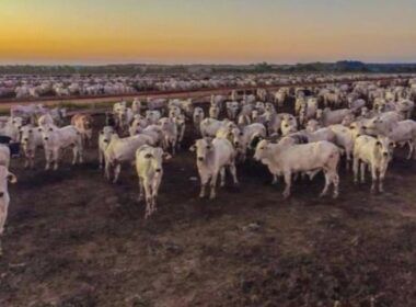 Saiba como o boitel garante até 9,5@ por bovino terminado em 100 dias