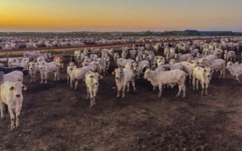 Saiba como o boitel garante até 9,5@ por bovino terminado em 100 dias