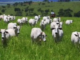 aumente a eficiencia alimentar e o desempenho dos animais com