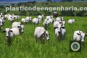 aumente a eficiencia alimentar e o desempenho dos animais com