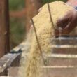 Monensina na recria bovina: saiba usar o aditivo com maior eficiência