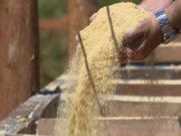 Monensina na recria bovina: saiba usar o aditivo com maior eficiência