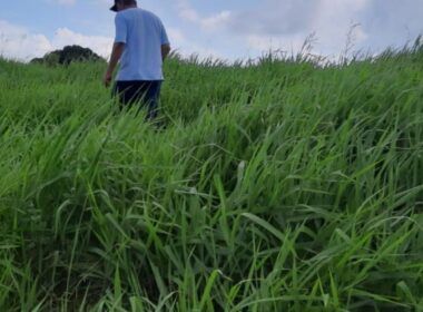Conheça as pastagens e volumosos ideais para uma engorda eficiente e alta taxa de lotação 