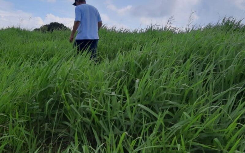 Conheça as pastagens e volumosos ideais para uma engorda eficiente e alta taxa de lotação 