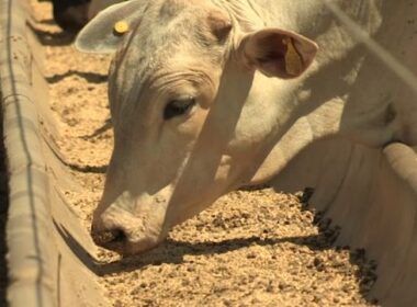 Aditivos nutricionais podem aumentar em 6% a produção de carne e leite na fazenda