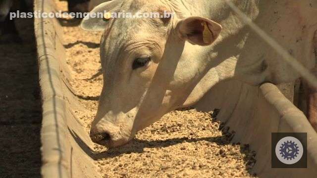 Aditivos nutricionais podem aumentar em 6% a produção de carne e leite na fazenda